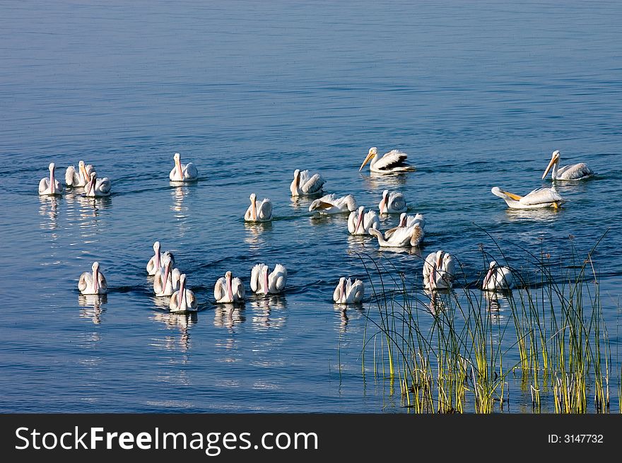 Flock of Pelicans on Eagle Lake schooling together to catch fish