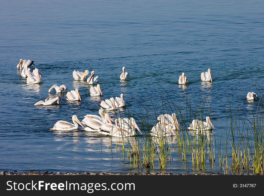 Flock of Pelicans on Eagle Lake schooling together to catch fish