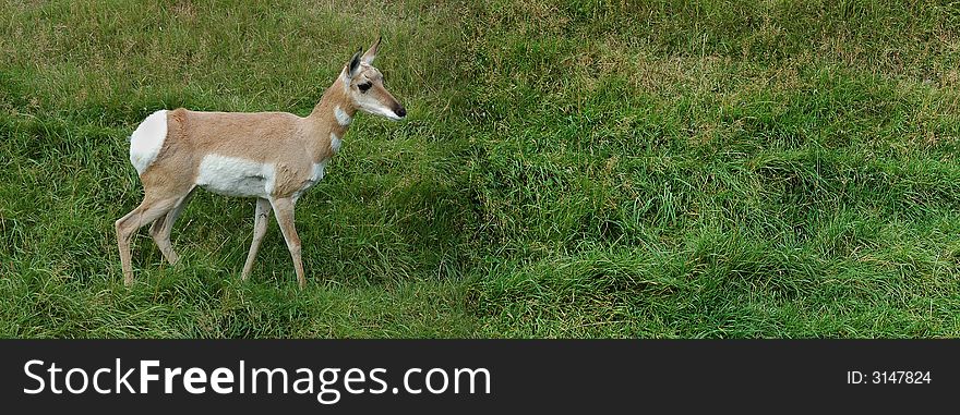 Deer in green field