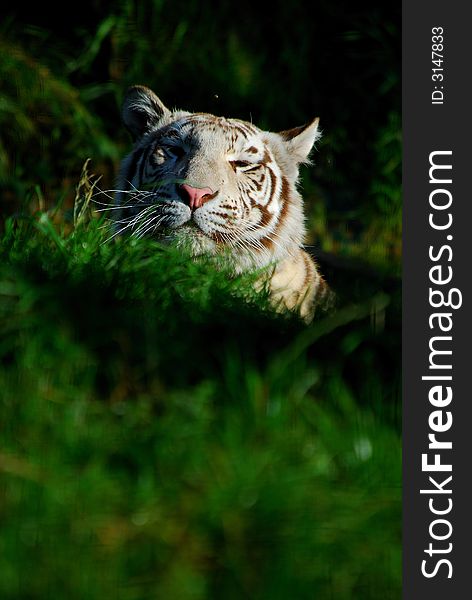 White tiger hiding behind a mound of grass