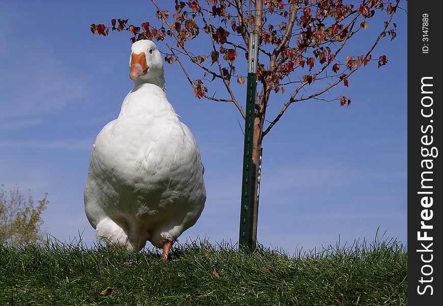 This goose came up behind me to protect his territory at a local duck pond. This goose came up behind me to protect his territory at a local duck pond.