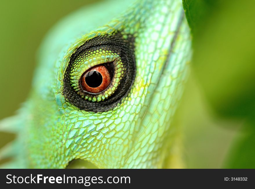 Green Crested Lizard Eye