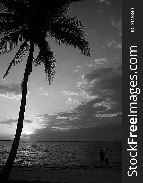 Photo of a couple watching the sunset on a beach by a palm tree. Black and White