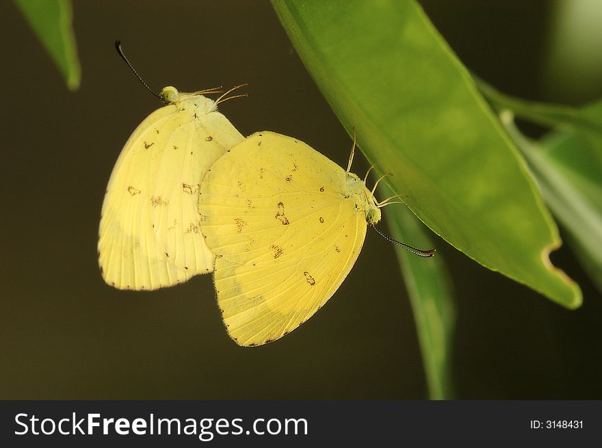 Yellow tree butterfly mating in the wild nature reserved Singapore.