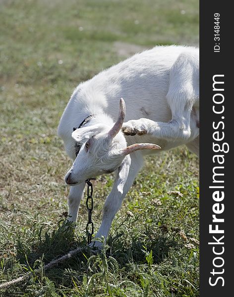 Goat. A young goat scratching at itself behind an ear a hoof