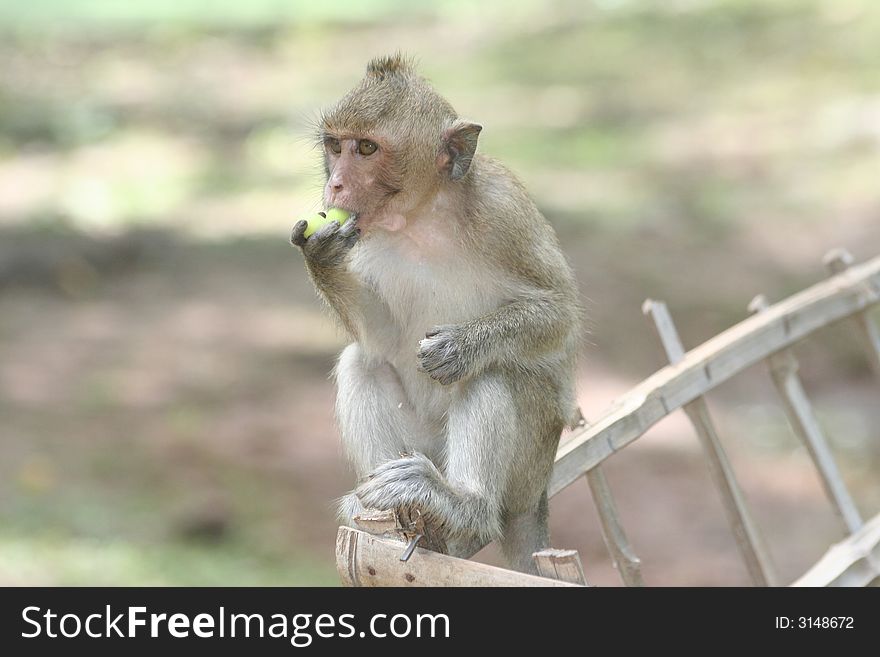 Monkey eating some food in angkor wat