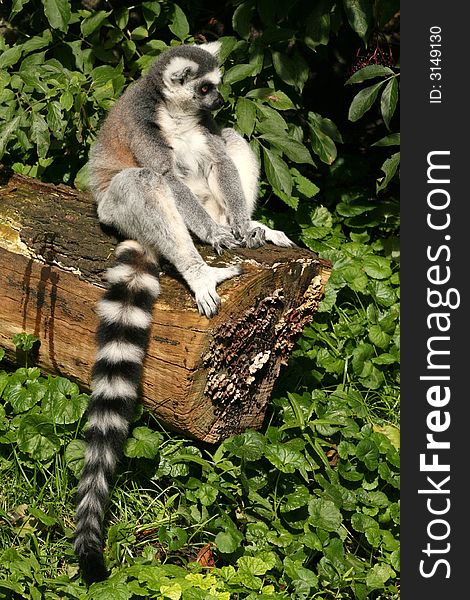 Ring-tailed lemur sitting on a log