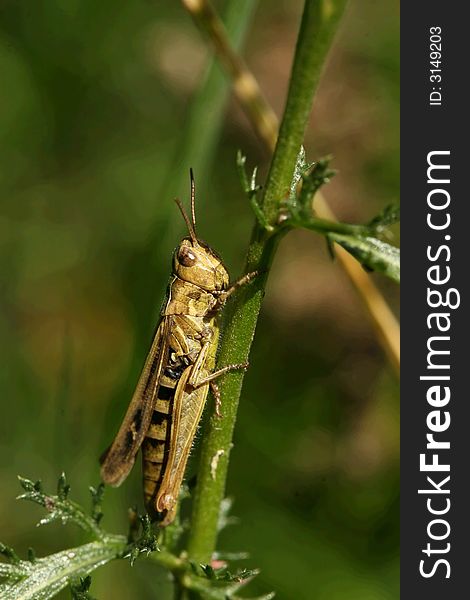 Grasshopper sitting in a plant