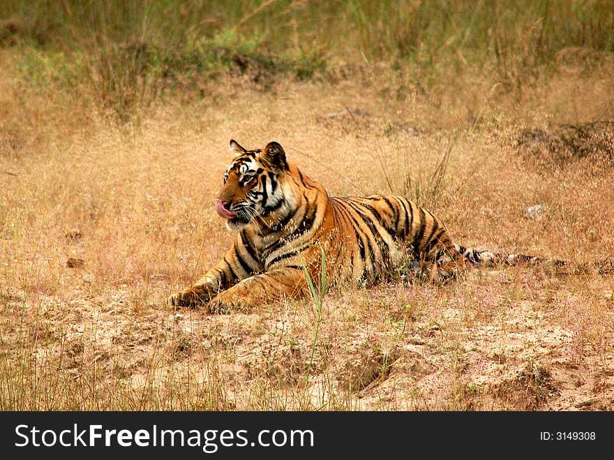 Royal bengal tiger is the pride of wild india.This image is shot in the Bandhavgadh National park of central India