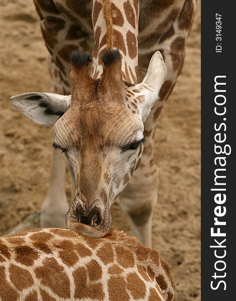 Giraffe kissing other giraffe on its back