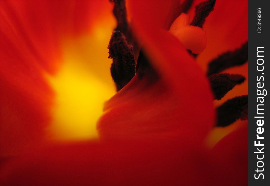 Close up of tulip as floral background