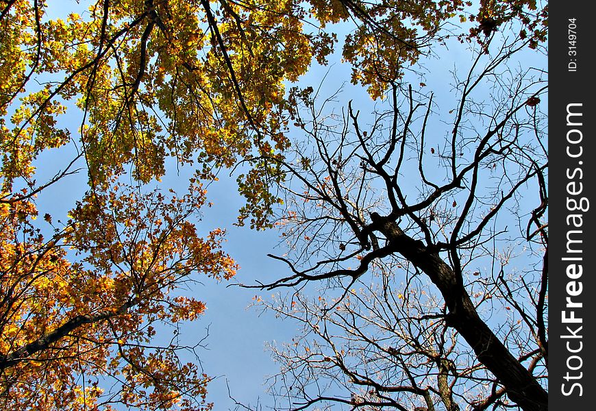 The treetops and blue sky in the autumn. The treetops and blue sky in the autumn