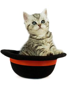 Kitten British Short Hair Black Silver Tabby Spotted In A Hat Stock Images