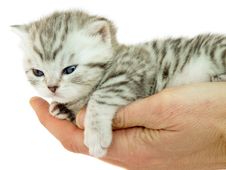 Kitten British Short Hair Black Silver Tabby Spotted Lying On A Hand Stock Images