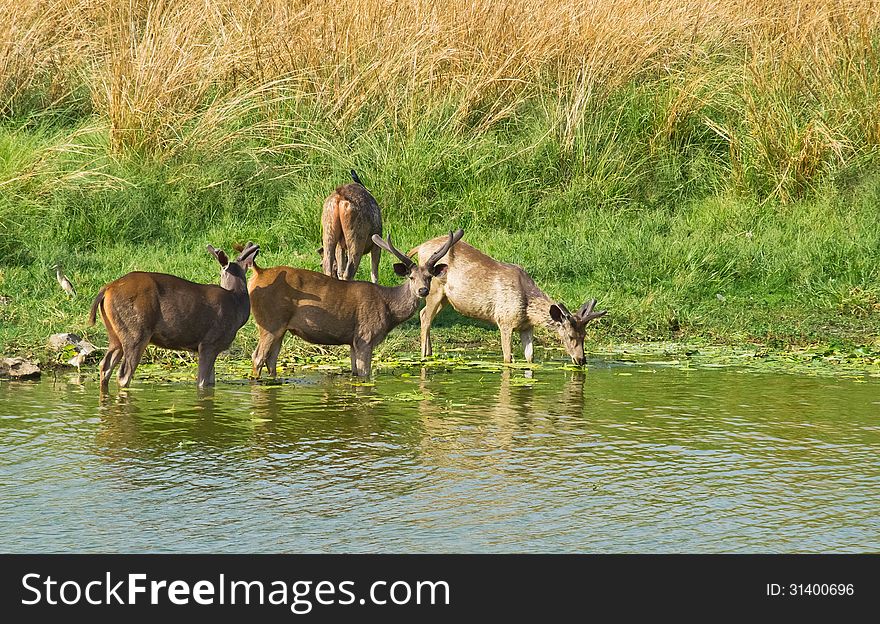 A sambhers was drinking water while two noticed a tiger near them and get alert. A sambhers was drinking water while two noticed a tiger near them and get alert