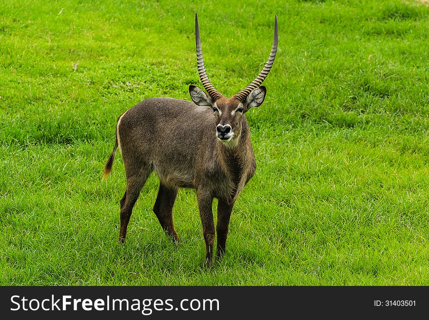 A brow antlered deer stands still in a green grass fields