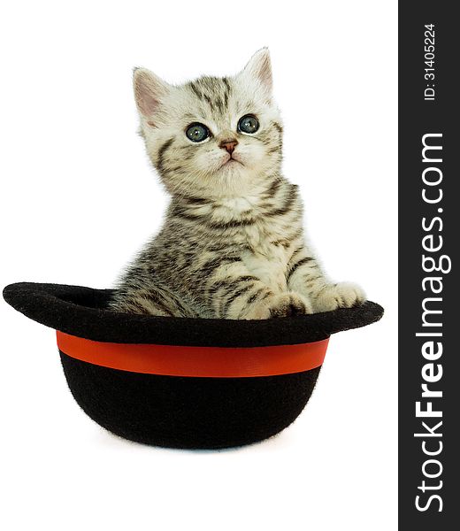 Kitten British Short Hair Black Silver Tabby Spotted In A Hat