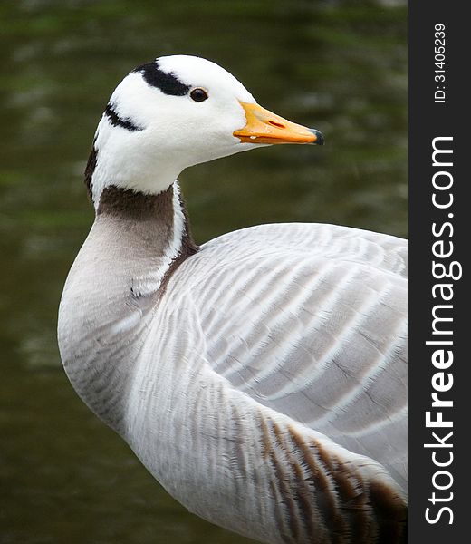 Indian goose, upper side, looking over his back, water background. Indian goose, upper side, looking over his back, water background