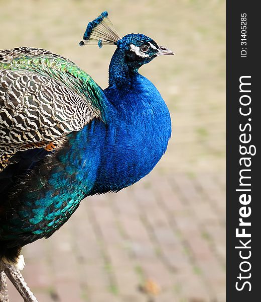 Male peacock walking on stones, showing side view