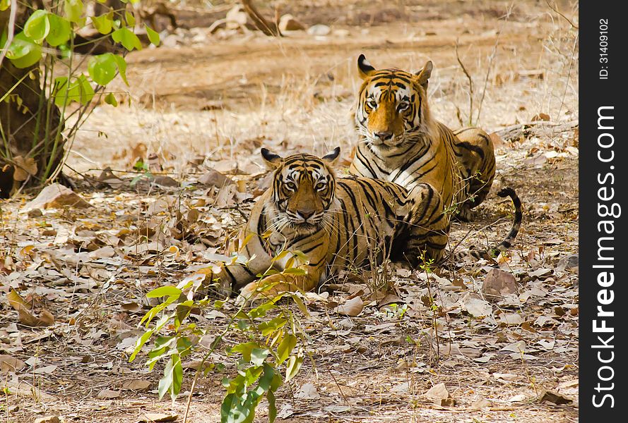 Male and female tigers ready for mating. Male and female tigers ready for mating