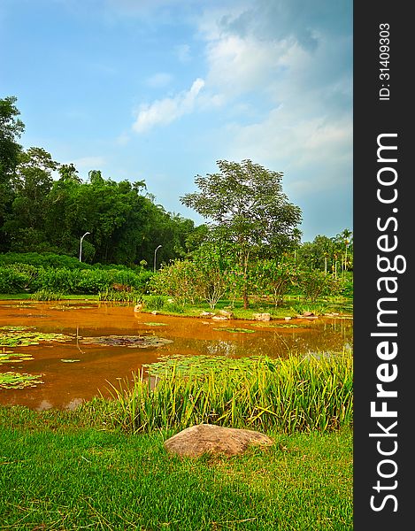 The lake water in forest