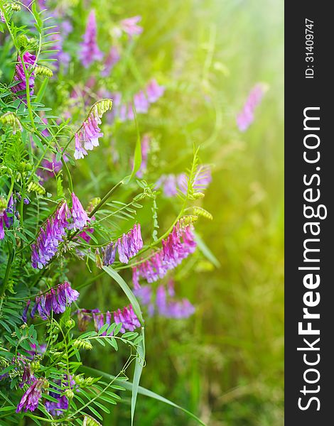 Wild pea flowers with sunlight