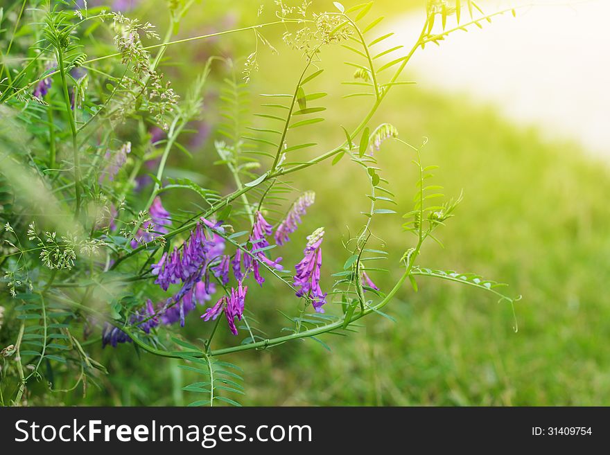 Wild pea flowers with sunlight