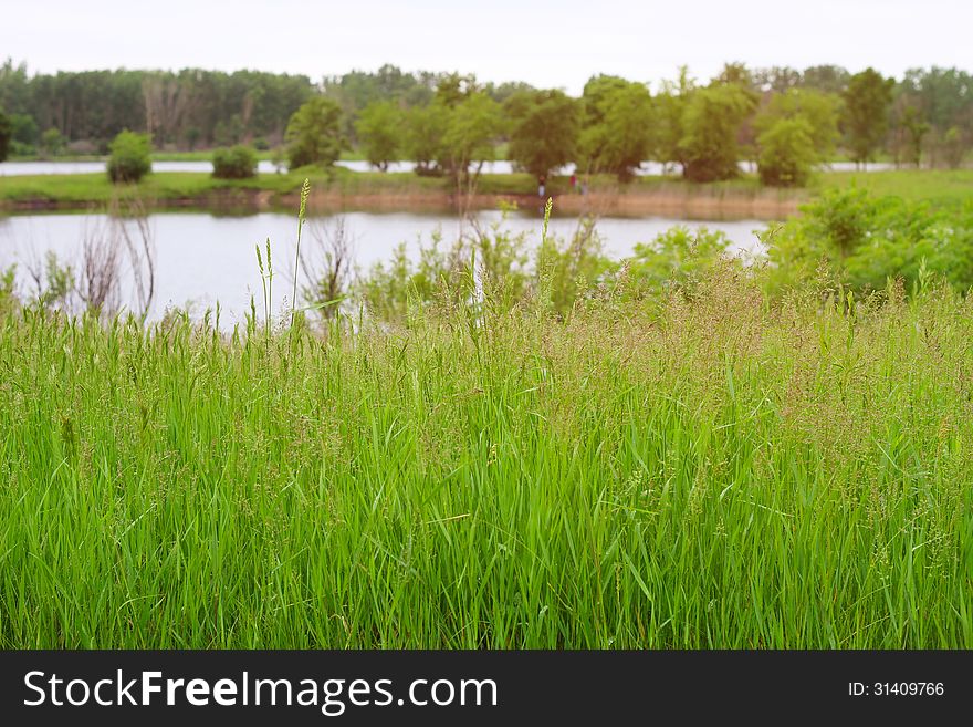 Beautiful summer landscape on the lake