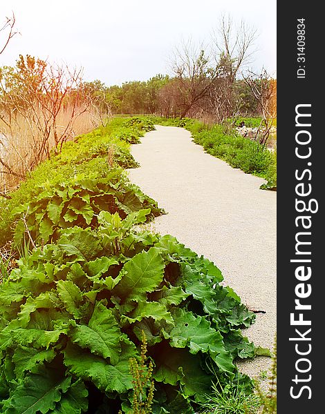 Bike path in the natural park with big green plants. Bike path in the natural park with big green plants