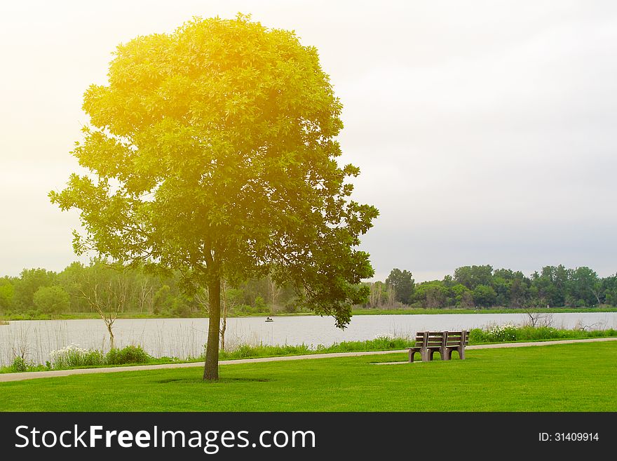 A single tree standing alone with the bench. A single tree standing alone with the bench