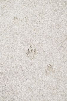 Dog Footprint On Sandy Beach Stock Images