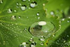 Closeup Of A Waterdrops On A Leaf Royalty Free Stock Images