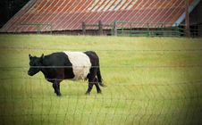 Belted Galloway Cow Stock Photo