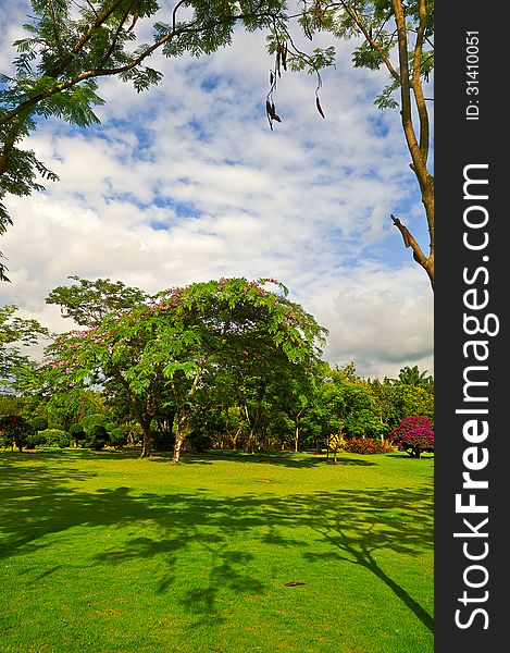 The image taken in china's yunnan province xishuangbanna prefecture,tropical flowers garden. The image taken in china's yunnan province xishuangbanna prefecture,tropical flowers garden.