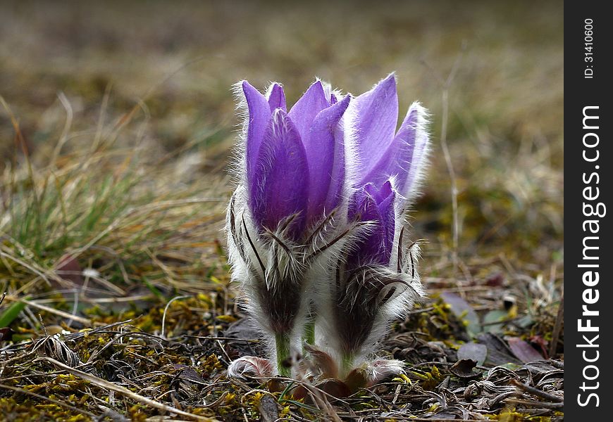 Pasqueflower (pulsatilla vulgaris), which blooms in early spring