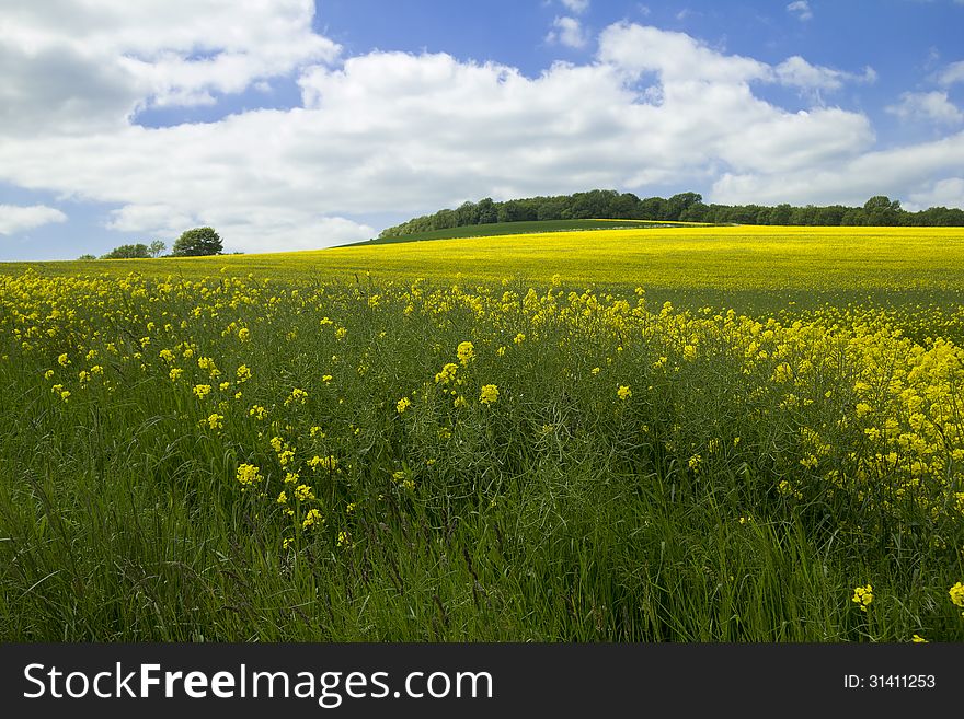 Vibrant colour in large field on farmland. Vibrant colour in large field on farmland