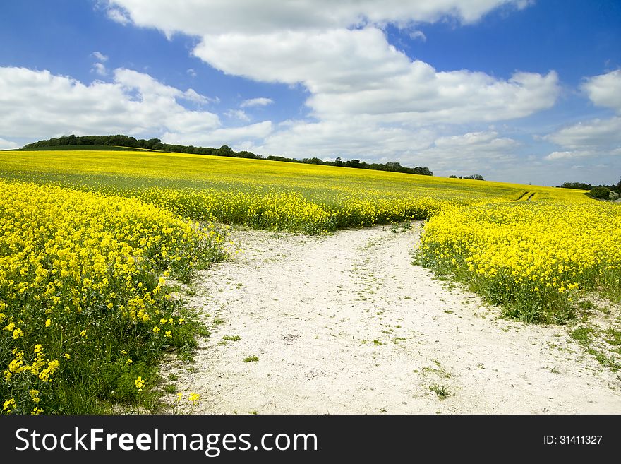 Vivid yellow fields of rapeseed on summer's day. Vivid yellow fields of rapeseed on summer's day