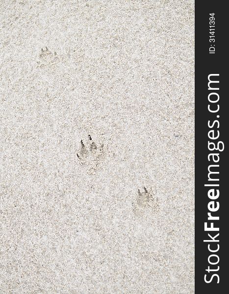 Dog Footprint on Sandy Beach.