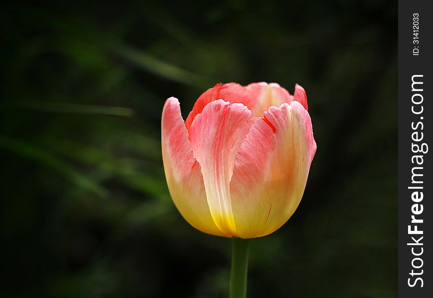 Beautiful spring tulip flowers in colorful garden