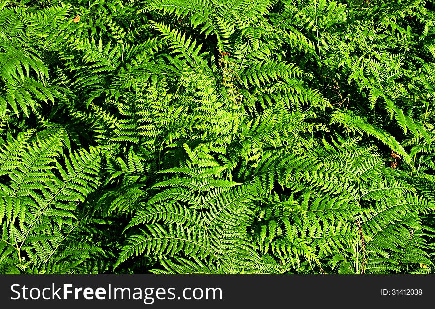 The photograph shows green leaves of a fern forest. The photograph shows green leaves of a fern forest.