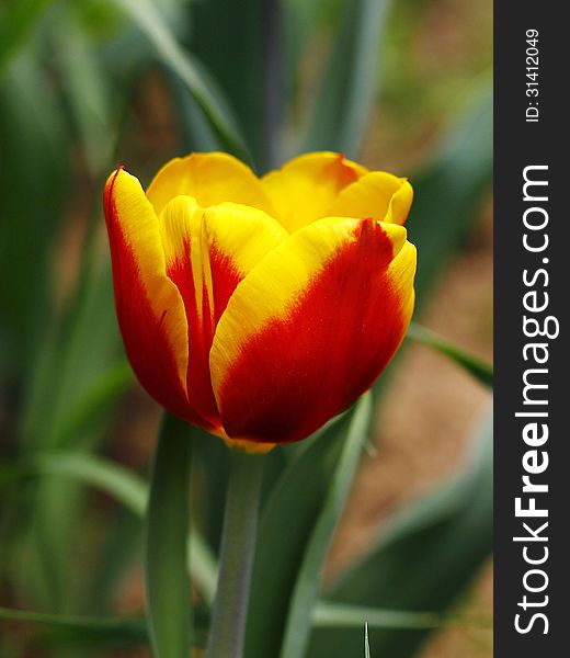 Beautiful spring tulip flowers in colorful garden