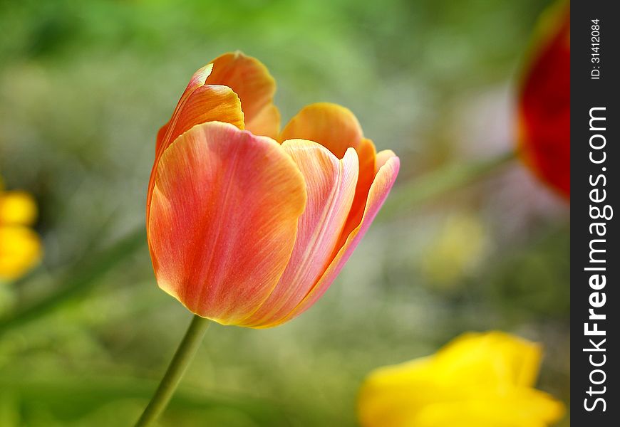 Beautiful spring tulip flowers in colorful garden