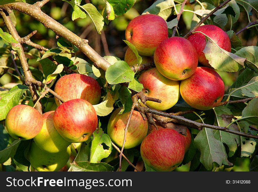 The photograph shows apples in the orchard, on a tree branch. The photograph shows apples in the orchard, on a tree branch.