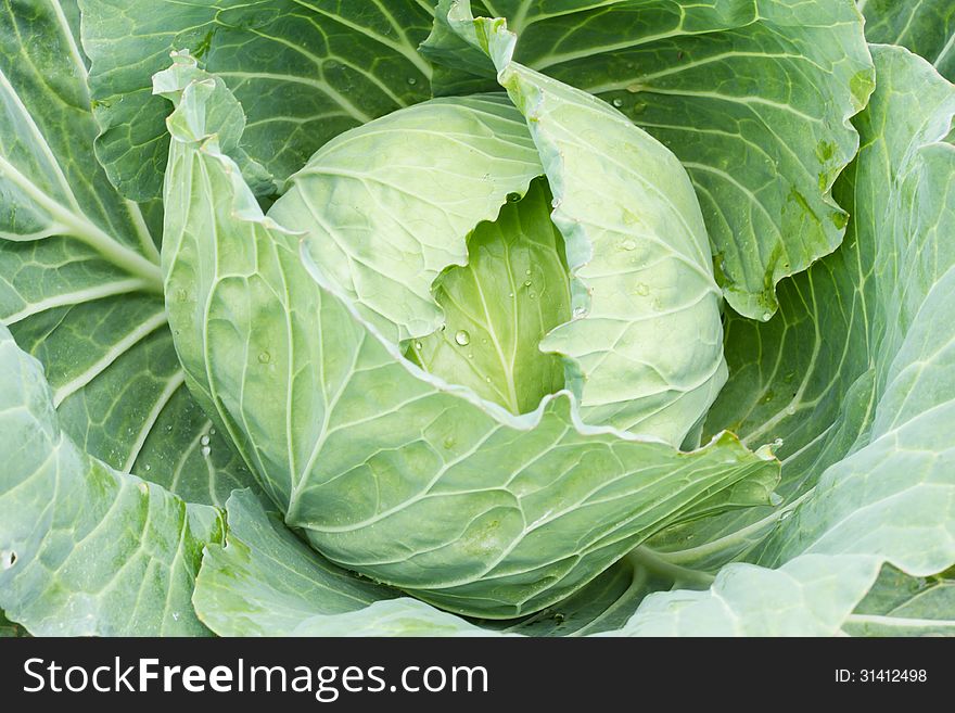 Closeup Of Fresh Cabbage