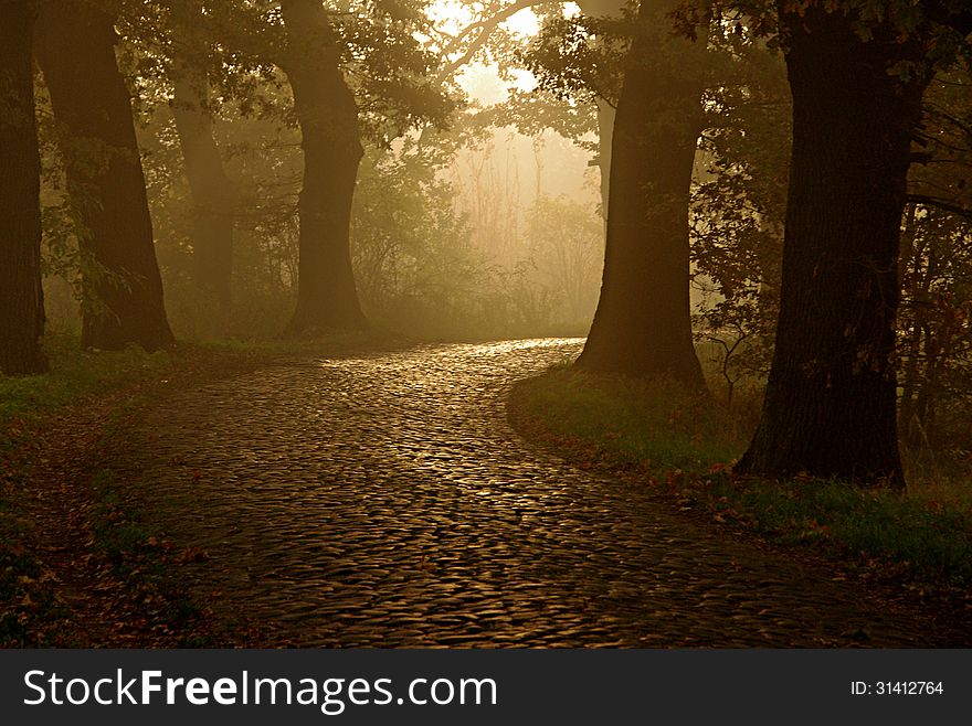 The photograph shows a bend narrow cobbled rural road. It is early morning, the road is immersed in the twilight, in the shadow of roznących at the tall trees - oaks. Among the trees floating haze. From the trees filtered the light of the rising sun illuminate the road surface. The photograph shows a bend narrow cobbled rural road. It is early morning, the road is immersed in the twilight, in the shadow of roznących at the tall trees - oaks. Among the trees floating haze. From the trees filtered the light of the rising sun illuminate the road surface.