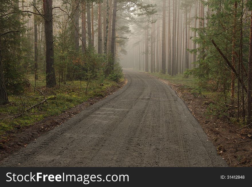 The photograph shows a forest road that runs through the pine forest. Among the trees light mist rises. The photograph shows a forest road that runs through the pine forest. Among the trees light mist rises.