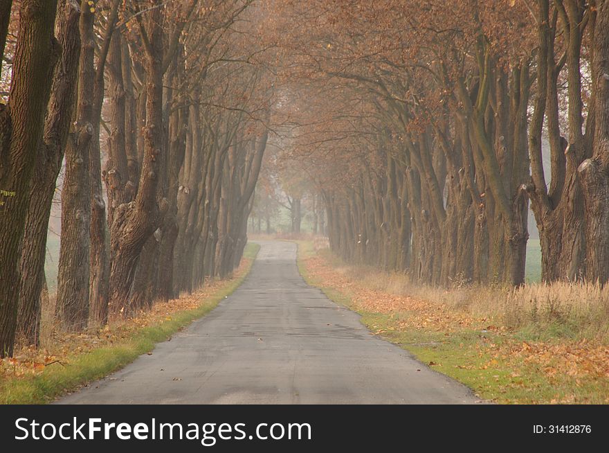 The photograph shows a narrow country road in autumn. On the way growing line of trees. The branches are few, withered brown leaves. Shoulders are unmade layer of fallen leaves. Rises above the fog light. The photograph shows a narrow country road in autumn. On the way growing line of trees. The branches are few, withered brown leaves. Shoulders are unmade layer of fallen leaves. Rises above the fog light.