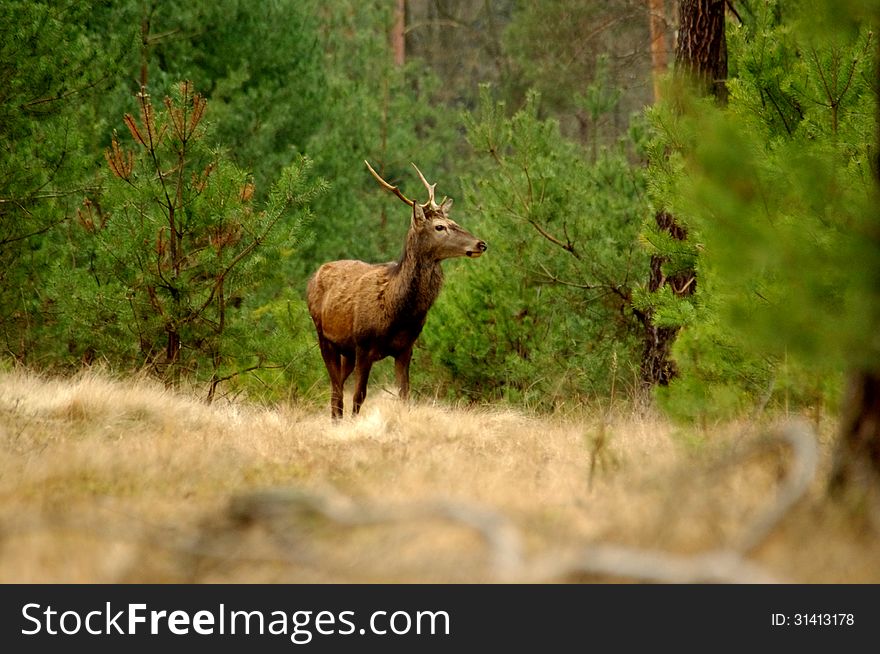 The photograph shows a wild deer in the forest, in its natural habitat. The photograph shows a wild deer in the forest, in its natural habitat.