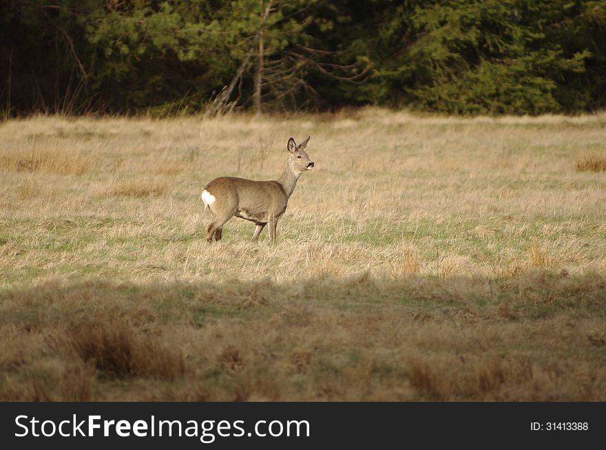 The photograph shows a wild deer in its natural habitat, the forest glade. The photograph shows a wild deer in its natural habitat, the forest glade.