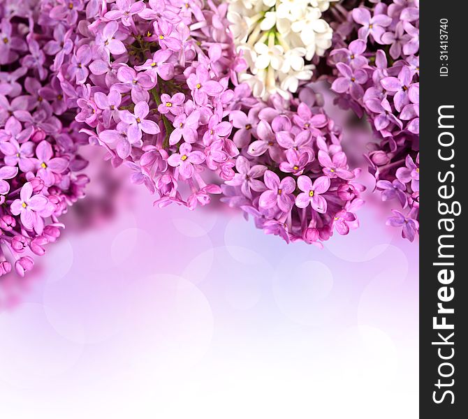 Beautiful branches of flowering of lilac. Beautiful branches of flowering of lilac